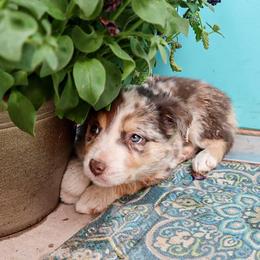 Border Collie Puppies from Twisted Biscuit Border Collies