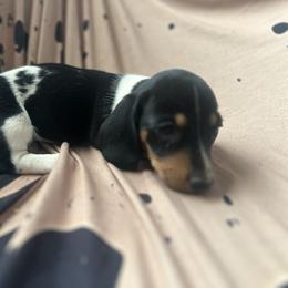 Stella - Piebald female Dachshund puppy in Sallisaw, Oklahoma from Wild West Dachshunds