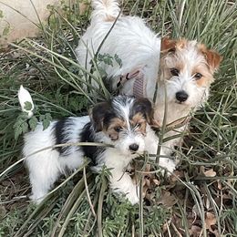 Russell Terriers from Cactus Jack Russells
