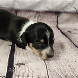 Austin - Piebald male Dachshund puppy in Anaconda, Montana from Williams Family Dachshunds