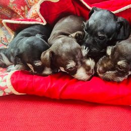 Dalmatians and Miniature Schnauzers from Bayou Schnauz and Dals