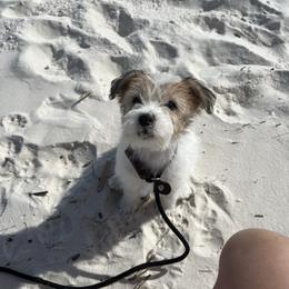 Chinese Crested and Russell Terrier Puppies from Jumping Jacks Russells