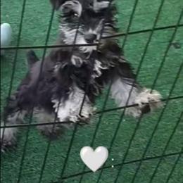 Bellatrix Guardian Home Only - Black and silver female Miniature Schnauzer puppy in Atascadero, California from Zion Miniature Schnauzers