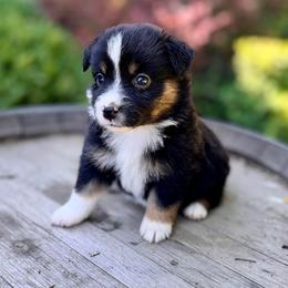 Glampfire Trail - Black tri female Miniature Australian Shepherd puppy in Dayton, Washington from Rafter 22 Aussies