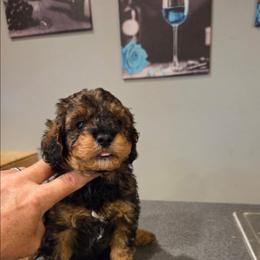 Pluto - Black & tan tri-color male Maltipoo puppy in Everett, Washington from Meadows Ranch