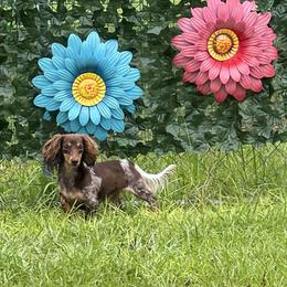 Barbie - Dachshund