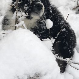 Australian Shepherd and Collie Puppies from Nicara kennel