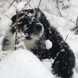 Australian Shepherd and Collie Puppies from Nicara kennel