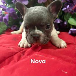 Nova (Girl 2) - White female French Bulldog puppy in Cabool, Missouri from Shannon French Bulldogs