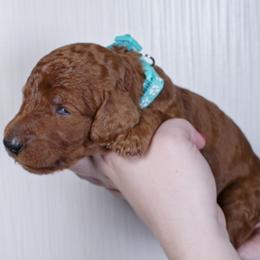 Hadley - Red  female Poodle puppy in Abilene, Texas from Mesquite Kennels