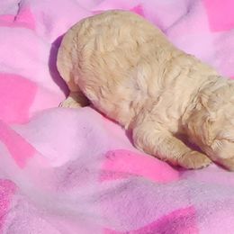 Poodle Puppies from C&K's Poodle Patch