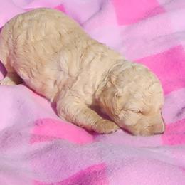 Poodle Puppies from C&K's Poodle Patch