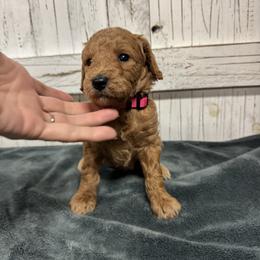 Pink Collar Girl 2150 - Apricot female Goldendoodle puppy in Alvin, Texas from JP Southern Doodles