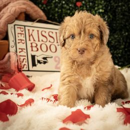 Aussiedoodle Puppies from Dinah Doodles and Aussies