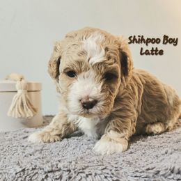 Latte - White male Shihpoo puppy in Lincolnton, North Carolina from Cuddable Pups