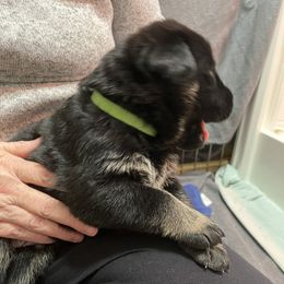 German Shepherd Puppies from Paws Of Germany