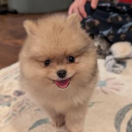 Mocha - Orange sable female Pomeranian puppy in Danielsville, Georgia from PassionatePomPoms