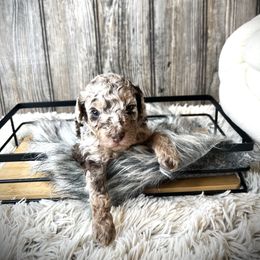 Alvin - Chocolate and white male Havapoo puppy in from Pink Poodles and Doodles