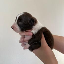 Olive - Red tri-color female Australian Shepherd puppy in Weeki Wachee, Florida from Ace of Spades Australian Shepherds