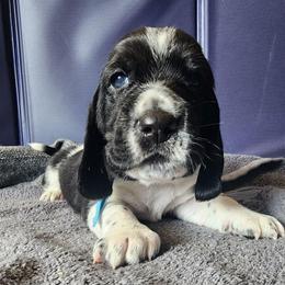 Peter - Black and white male Basset Hound puppy in Surprise, Arizona from Howlin Hounds