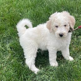 Cheeky - Parti male Labradoodle puppy in Craig, Nebraska from Top Knot Companions Poodles and Labradoodles