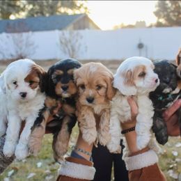 Cavapoo and Goldendoodle Puppies from Hearts Full of Puppies