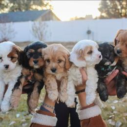 Cavapoo and Goldendoodle Puppies from Hearts Full of Puppies