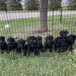 Labrador Retriever Puppies from Ozatonka British Labs