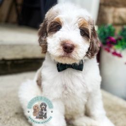 Tommy - Merle male Bernedoodle puppy in Marion, Ohio from Doodles & Doxies