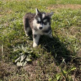 Lexi - Black and white female Pomsky puppy in Bucyrus, Missouri from Hill Top Pomskies