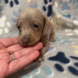 Small Isabella and tan female - Fawn (isabella) and tan female Dachshund puppy in Valley Springs, California from Robin’s Dachshunds