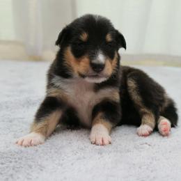 Ninja - Black white and tan female Collie puppy in Mattoon, Illinois from Gold Leaf Collies