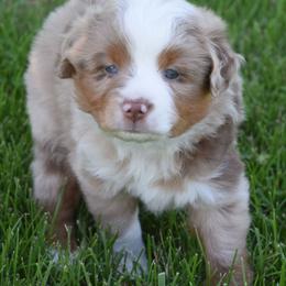 Girl 3 - Red merle female Australian Shepherd puppy in Nebraska from Our Barn Aussies