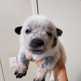 Cheek mark - Blue speckled male Australian Cattle Dog puppy in Lenoir, North Carolina from Blue Coyote Ranch