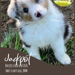 3 Jackpot, BMM - Blue merle male Australian Shepherd puppy in Huntington, Texas from JKKJ Farms, LLC