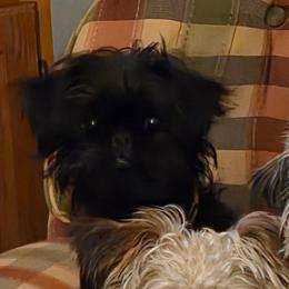 Ruby - Brussels Griffon