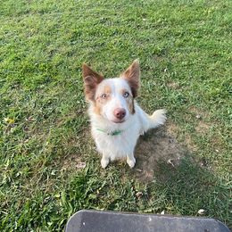 Ruby - Border Collie