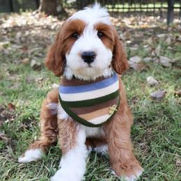 Guardian Home Needed - Red  male Goldendoodle puppy in Savannah, Georgia from Vino and Vespa Doodles