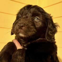 Goldendoodles and Poodles from Jade’s Paws & Co. Of Miami LLC