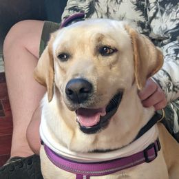 Kimber - Labrador Retriever