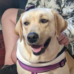 Kimber - Labrador Retriever