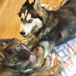 Siberian Husky Puppies from Blue Moon Siberian Husky Haven