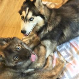 Siberian Husky Puppies from Blue Moon Siberian Husky Haven