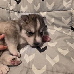 Flash - Gray and white male Siberian Husky puppy in Meridian, Mississippi from JJ's Huskies