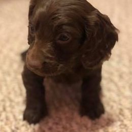 Dachshunds from SD Mini Dachshunds