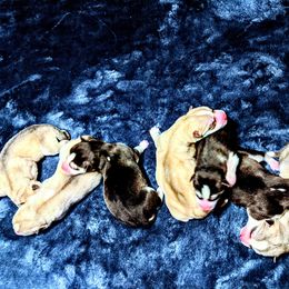 Siberian Husky Puppies from Tranton Kennels