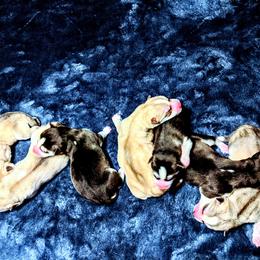 Siberian Husky Puppies from Tranton Kennels