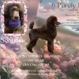 Poodle puppies from Purley Poodles