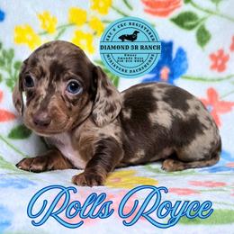 ROLLS ROYCE - Dapple male Dachshund puppy in Columbia, Louisiana from Diamond 5R Ranch AKC & CKC Miniature Dachshunds