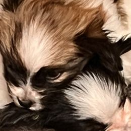 Papillons from Carousel Papillons